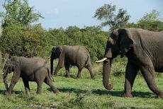Afrikanischer Elefant (100 von 131).jpg